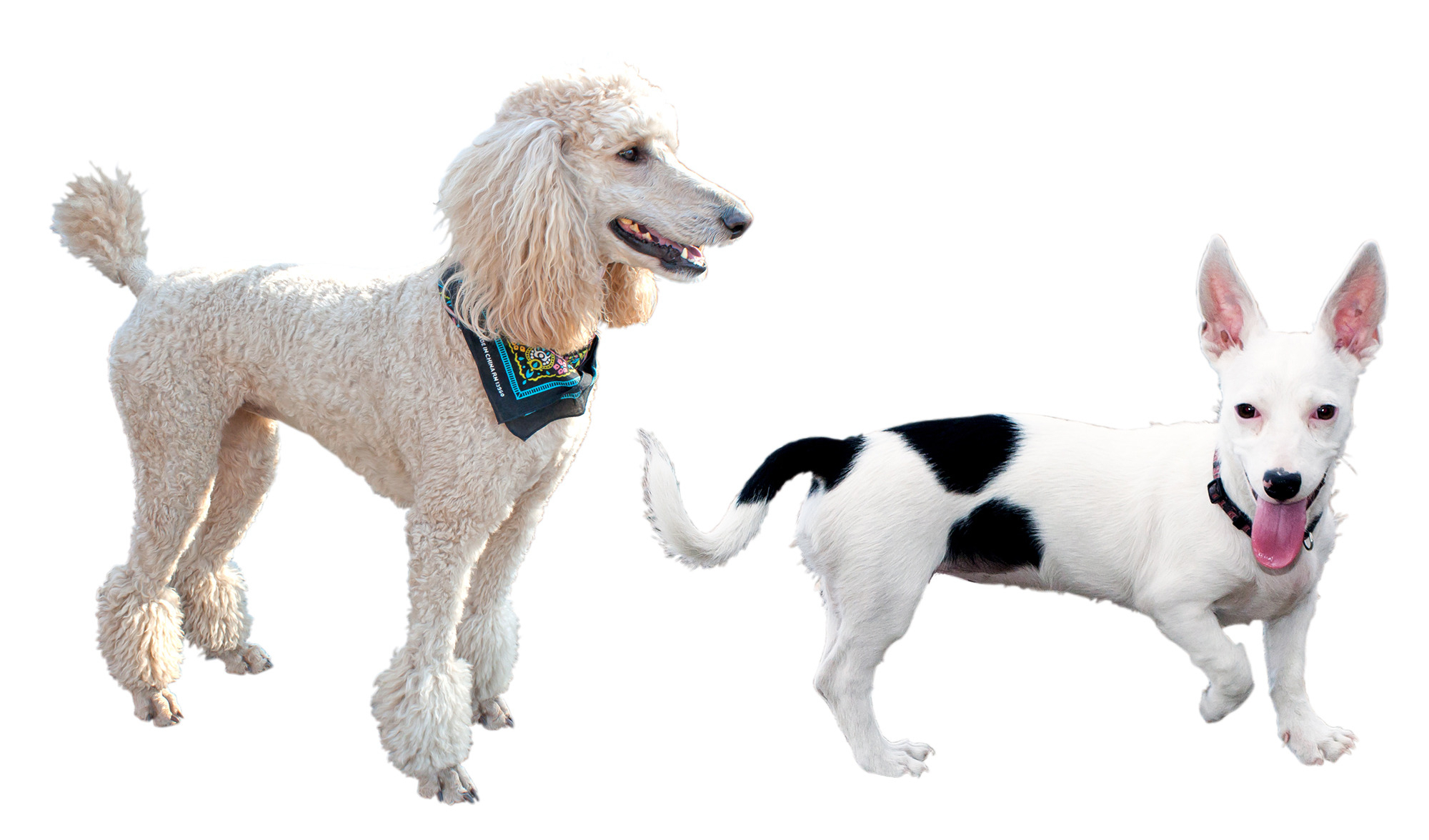 Canine vs German Shepherd
