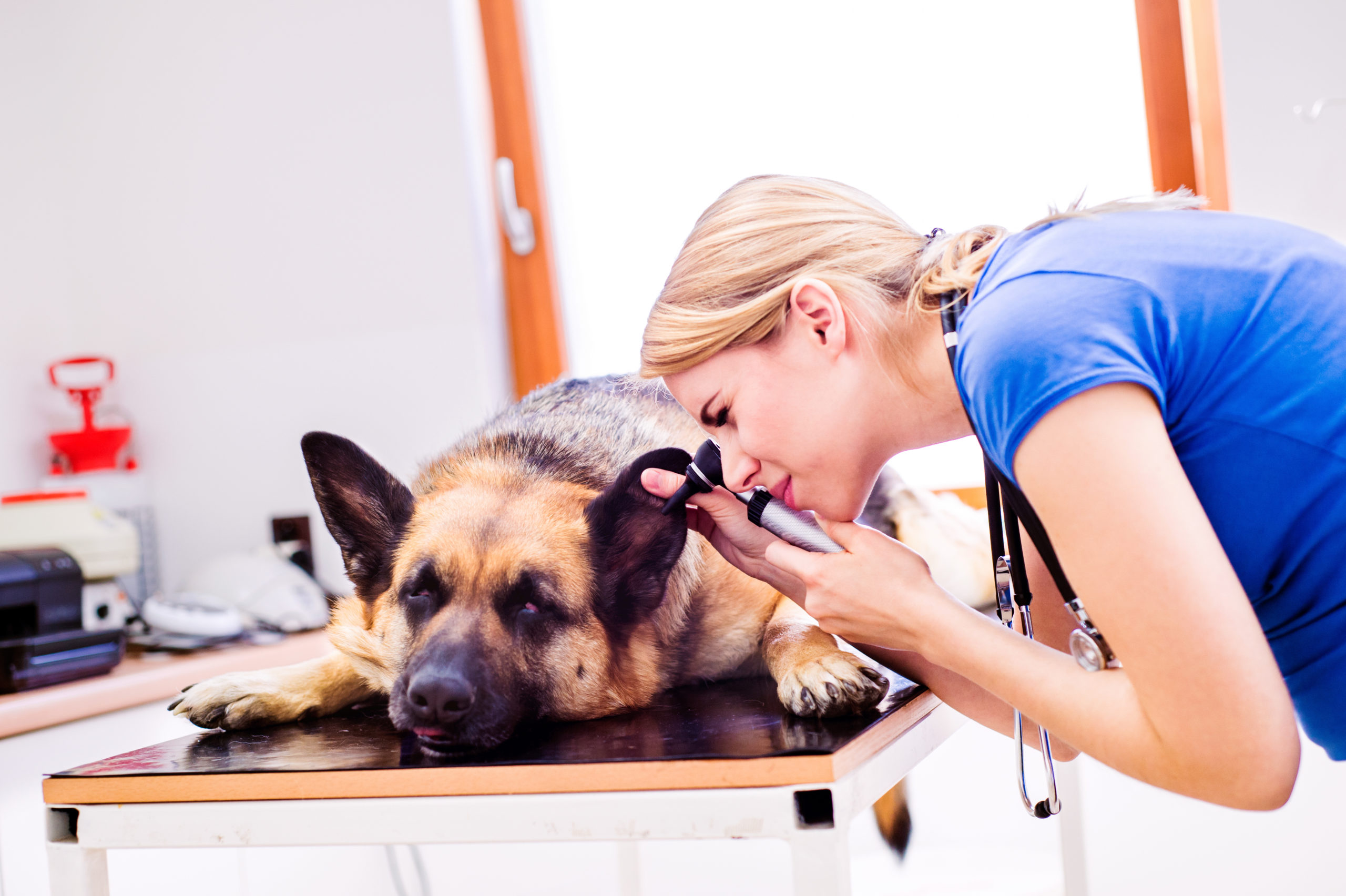 graphicstock veterinarian examining german shepherd dog with sore ear young blond woman working at veterinary clinic BuMw7OrzZ scaled